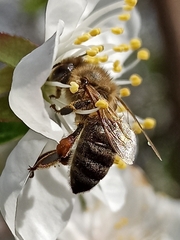 Apis mellifera