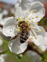 Apis mellifera