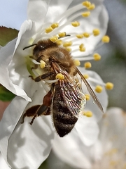 Apis mellifera