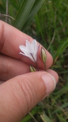 Triteleia peduncularis