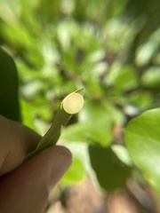 Amphibolips quercusracemaria