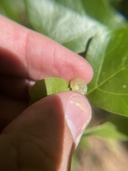 Amphibolips quercusracemaria