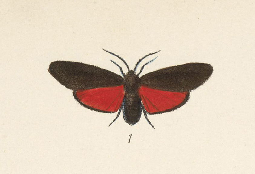 Pyromorpha timon