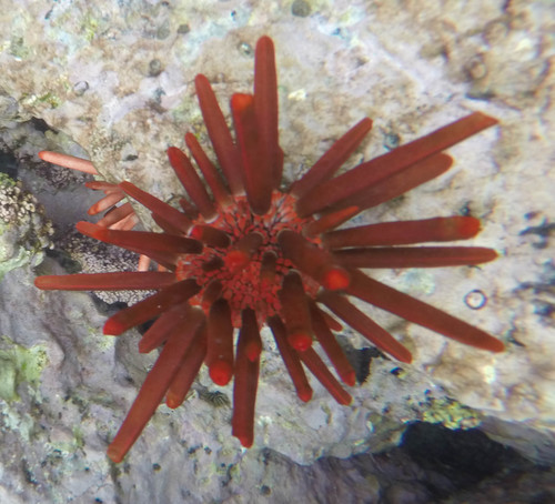 Heterocentrotus mamillatus