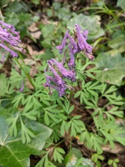 Corydalis solida