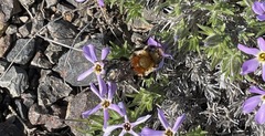 Osmia longula