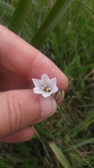Triteleia peduncularis