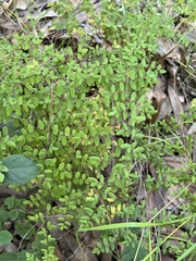 Pellaea andromedifolia