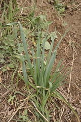 Allium sativum
