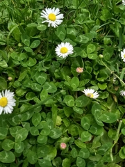 Bellis perennis
