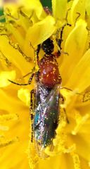 Dilophus occipitalis