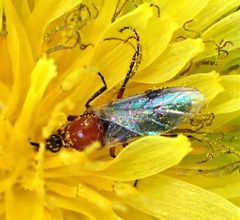 Dilophus occipitalis