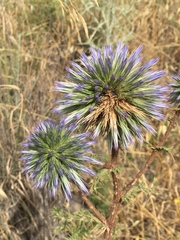 Echinops adenocaulos