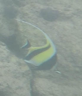 Zanclus cornutus