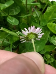 Bellis perennis