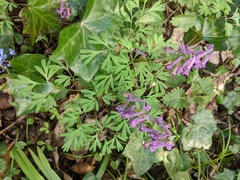 Corydalis solida