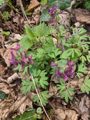 Corydalis solida