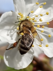 Apis mellifera