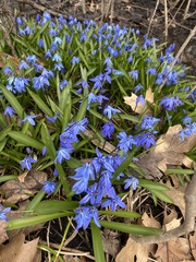 Scilla siberica