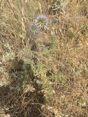 Echinops adenocaulos
