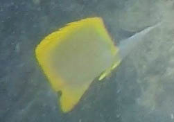 Forcipiger flavissimus