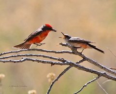 Vermilion Flycatcher photo 6