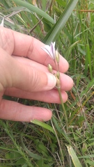 Triteleia peduncularis