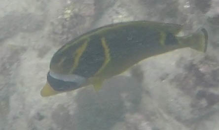 Chaetodon lunula
