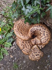 Cerioporus squamosus