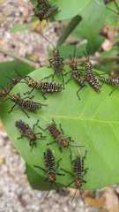 Tropidacris