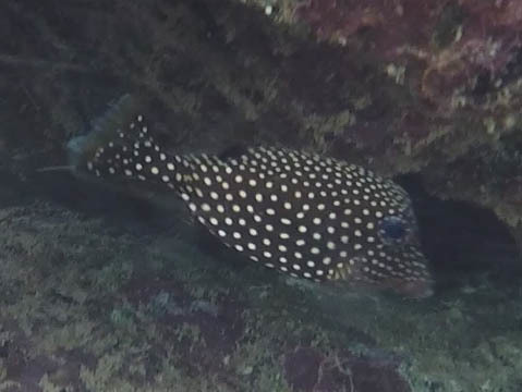 Ostracion meleagris