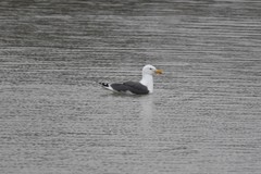 Larus argentatus × marinus