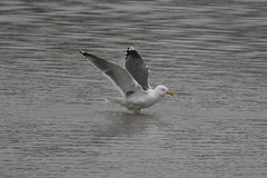 Larus argentatus × marinus