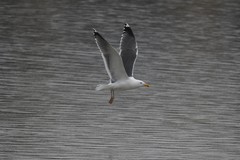 Larus argentatus × marinus