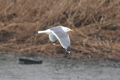 Larus argentatus × marinus