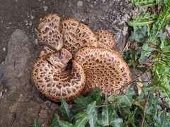 Cerioporus squamosus