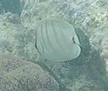 Chaetodon multicinctus