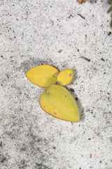 Eriospermum capense