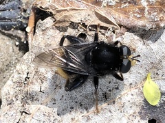 Criorhina ranunculi
