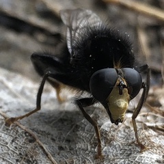 Criorhina ranunculi
