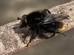 Criorhina ranunculi