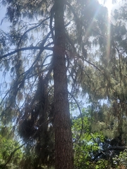 Pinus