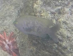 Plectroglyphidodon marginatus