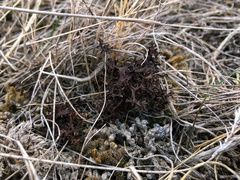 Cetraria aculeata
