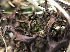 Cetraria aculeata