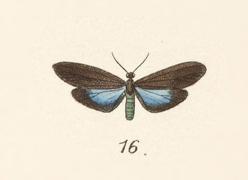Propyria criton