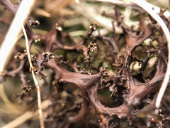 Cetraria aculeata