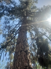 Pinus