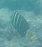 Zebrasoma velifer