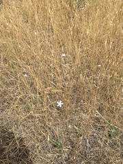 Dianthus strictus